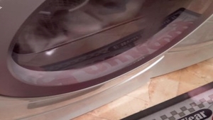 Swallow in company with latina jock